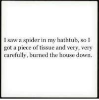 saw a spider in my bathtub